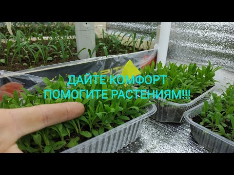 Видео: ПОСЛЕ ТАКОЙ ПИКИРОВКИ МЫ ПОЛУЧИМ МОЩНУЮ КОРНЕВУЮ И ПРИЗЕМИСТУЮ РАССАДУ!!!