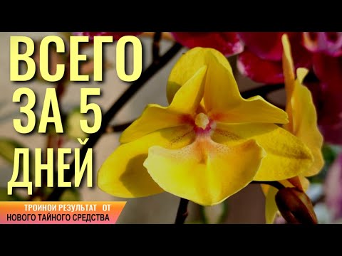 Видео: ВСЕГО ЗА 5 ДНЕЙ ТРОЙНОЙ РЕЗУЛЬТАТ! МЕЛИОРАЦИЯ СУБСТРАТА ОРХИДЕИ, ПЛЕСЕНЬ В ГОРШКЕ И ТАЙНОЕ СРЕДСТВО!