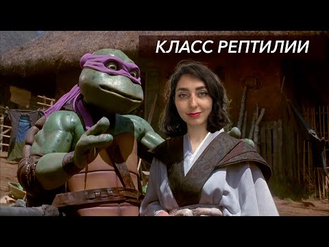 Видео: Урок "Класс Рептилии" - ЕГЭ, ЦТ, ЗНО