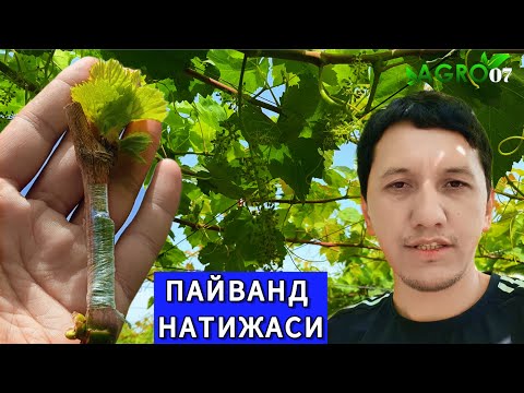 Видео: Пайванд натиҷаси ва қилинадиган ишлар