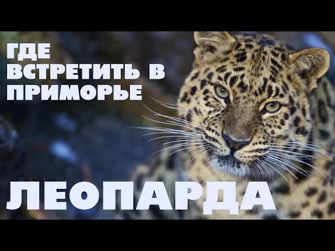 Видео: Где встретить дальневосточного леопарда? / Путешествие по Приморскому краю