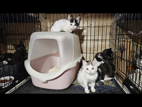 Видео: В  прямом эфире! Кошки брошенные на дачах выживают в сарае / нужна помощь 😭