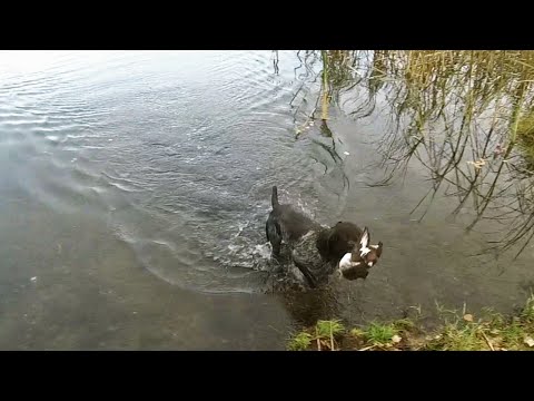 Видео: Утка с подхода. Дратхаар в деле.