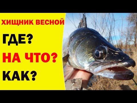 Видео: Хищник в Апреле  Где искать, на что ловить и какие проводки применять