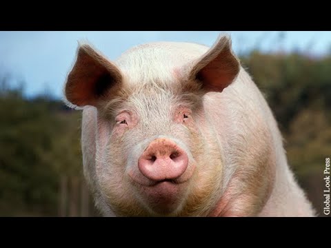 Видео: Стрим