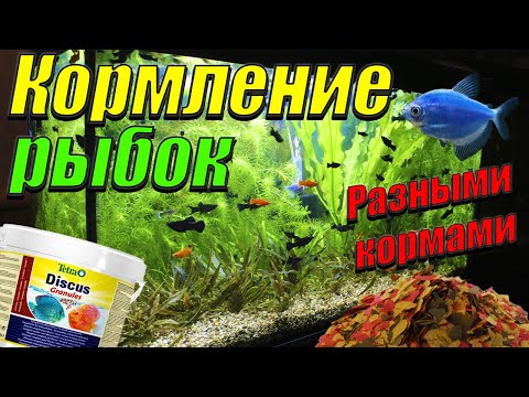 Видео: Каким кормом лучше кормить рыбок. В какое время каким кормом кормить рыбок.
