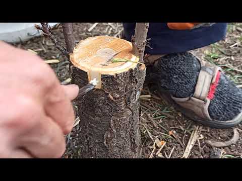 Видео: Ашладисване ,Присаждане Под Кора,с Подобрения и  спасяване на пострадала Череша !