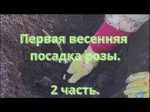 Видео: Первая весенняя посадка розы. 2 часть.  Питомник растений Е. Иващенко