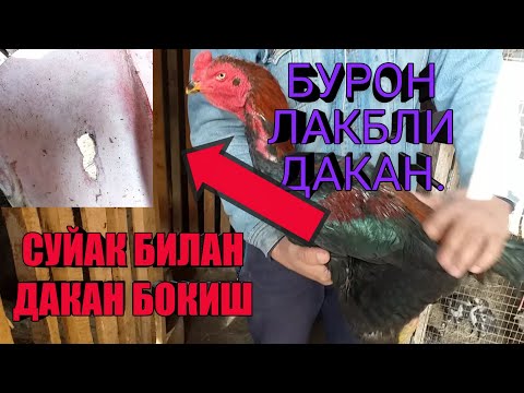 Видео: ДАКАН БОКИШ ОЧИРИШ СУАК БИЛАН БОКИШ