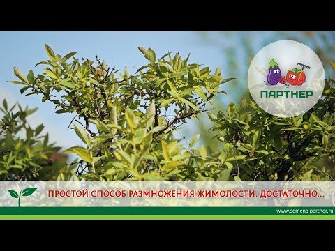Видео: ПРОСТОЙ СПОСОБ РАЗМНОЖЕНИЯ  ЖИМОЛОСТИ. ДОСТАТОЧНО...