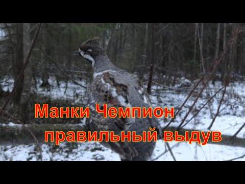 Видео: Рябчик #4 Как правильно делать выдув на манках "Чемпион"