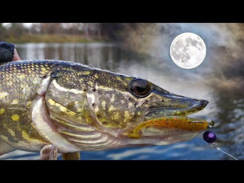 Видео: ✅Чи клює ЩУКА у повний місяць?! Ловля в КОРЧАХ!🌲 Щука та окунь на спінінг!💥