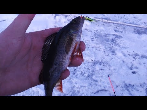 Видео: Зимняя рыбалка на озере Белец.
