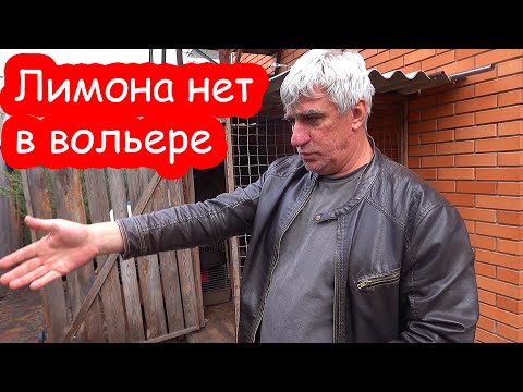 Видео: VLOG Лимон пропал. Алиса как свинка Пеппа