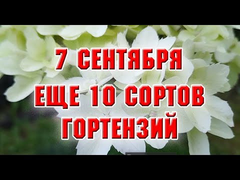Видео: 7 сентября.  Еще 10 сортов гортензий