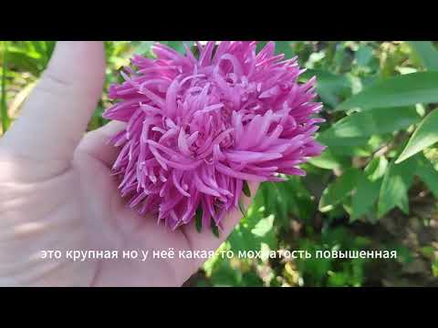 Видео: Прогулка по участку. Красота продолжается - это радует