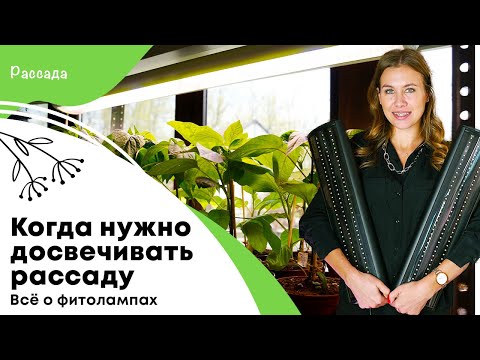 Видео: Ответы на самые популярные вопросы о досветке рассады | Когда нужно использовать фитолампы