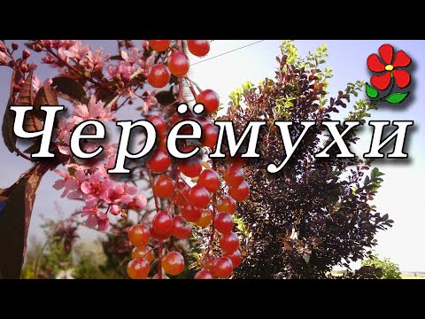 Видео: Черёмухи (разные и прекрасные!)