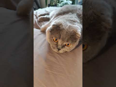 Видео: 7 ноября 2025 г.