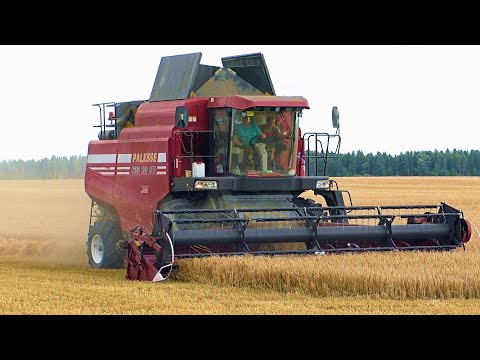 Видео: Уборка пшеницы в оАо Колядичи 2023