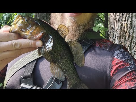 Видео: 2.Как ловить ротана на спиннинг. Теория и практика. Что нужно знать про эту рыбу. Трофейный ротан