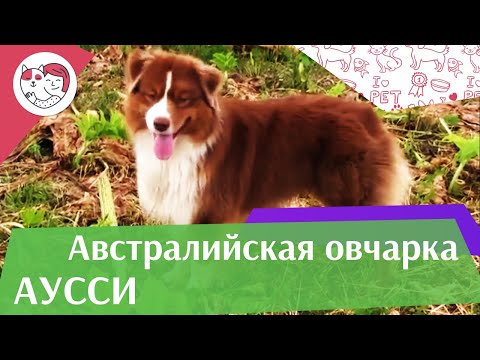 Видео: Австралийская овчарка_Аусси на ilikepet