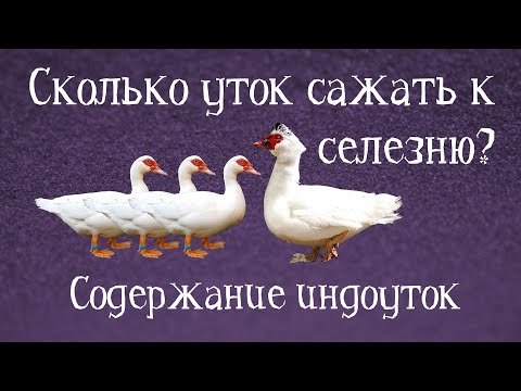 Видео: ОБЗОР СЕМЕЙ ИНДОУТОК РАЗНОГО РАЗМЕРА. Содержание индоуток. СКОЛЬКО САМОК САЖАТЬ К ОДНОМУ СЕЛЕЗНЮ?