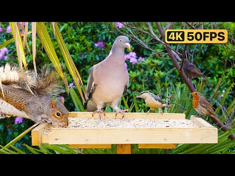 Видео: Кино Для кошек и собак 😸 Птицы и белки - Скворечий беспредел 🕊 птички для кошек