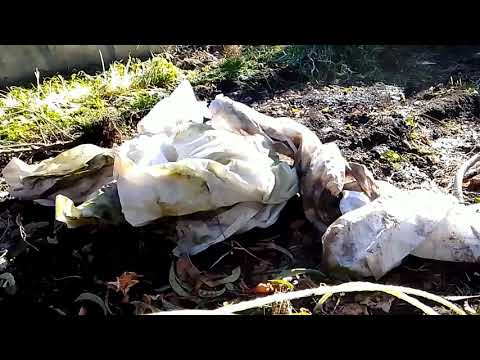 Видео: как укрываю персик сорта Ван Голд