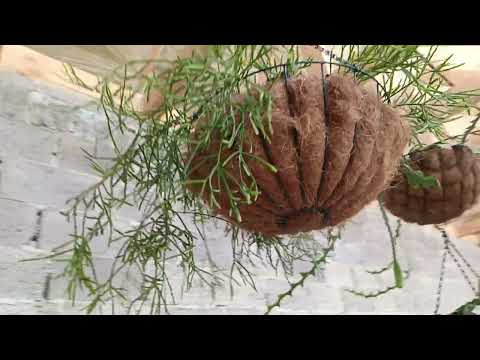 Видео: Строим оранжерею.Планировка и прочие мелочи.