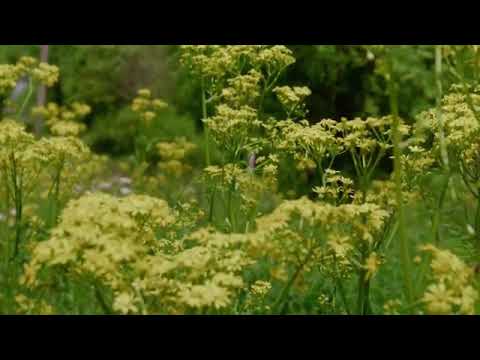 Видео: Ерлан Ақатаев- Қазақ Хандығы