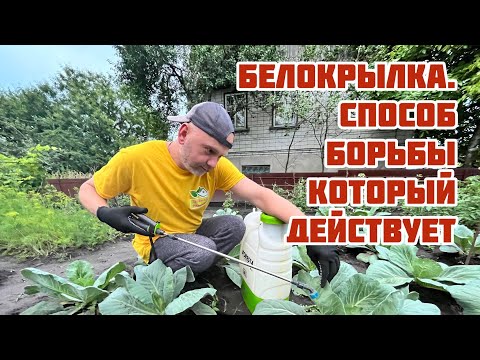 Видео: Белокрылка.Способ борьбы который действует.