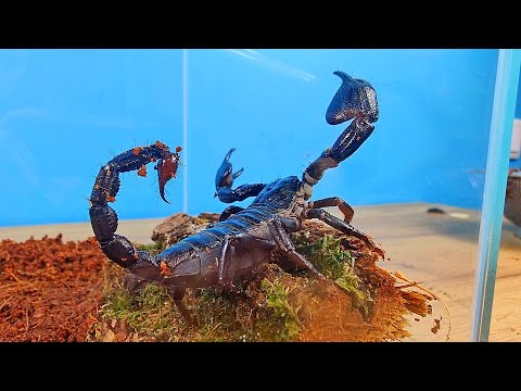 Видео: У меня новый питомец: огромный черный Скорпион!