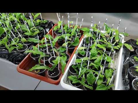 Видео: Февральский обзор стеллажей.