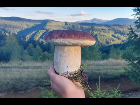 Видео: Білі гриби у Карпатах, пішли Масово!!! 15кг