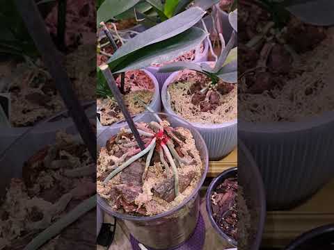 Видео: И даже пень...Орхидеи, в ноябрьский день! Детка Орхидеи на пне 🌱