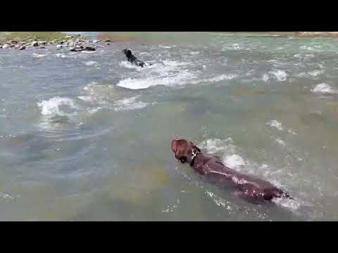 Видео: Рыбалка на горного усача в Грузии.