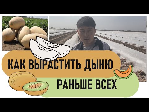 Видео: Как заработать на ранней дыне больше чем сосед !!!