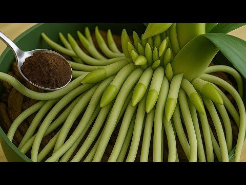 Видео: Просто посыпьте им сверху! Орхидеи без цветов вдруг расцветут, как безумные.