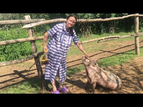 Видео: Деревенская СВИНЬЯ садится по команде хозяйки. Жизнь в деревне