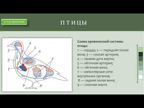 Видео: Филогенез кровеносной системы