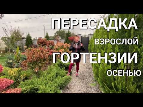 Видео: ПЕРЕСАЖИВАЮ ВЗРОСЛУЮ ГОРТЕНЗИЮ ОСЕНЬЮ | Когда и как правильно пересадить взрослую гортензию