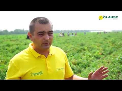 Видео: ТОМАТ ДИНО F1 ОТ CLAUSE | ОБЗОР ТОМАТА ДИНО F1 В ПОЛЕ