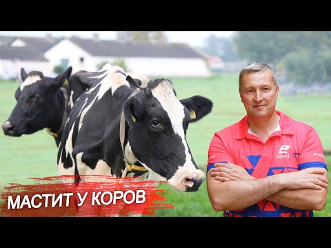 Видео: Мастит у коров. Симптомы мастита у КРС. Доение коров. Гигиена вымени коров. Крупный рогатый скот.