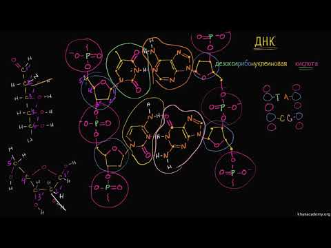 Видео: Антипараллельность цепей ДНК (видео 6) | ДНК. Молекулярная генетика | Биология