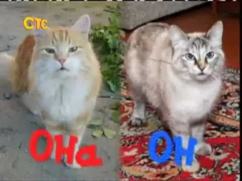 Видео: Теле передача "Животный смех" за 02.11.2012 08-30ч