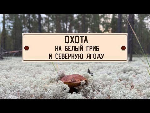 Видео: Охота на белый гриб и северную ягоду