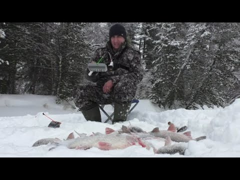 Видео: ЛЕСКА ТРЕЩИТ,КРЮЧКИ ОБРЫВАЕТ,РЫБА В ЛУНКУ НЕ ЛЕЗЕТ.! ТАКИХ ПОРОСЯТ Я ЕЩЕ НЕ ЛОВИЛ!! РЫБАЛКА 2024г.🐬🎣