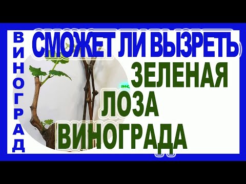 Видео: 🍇 Как вызревает лоза винограда, если болезни или мороз сожрали все листья.