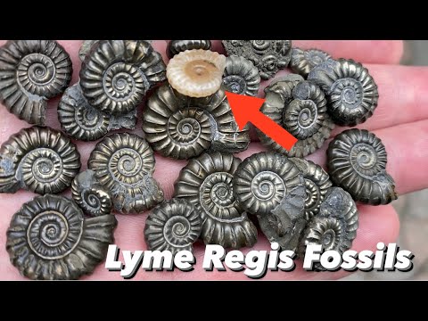 Видео: Ископаемые Лайм-Реджиса — поиск ископаемых